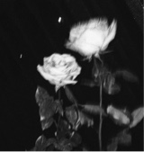 Guest_xOshot