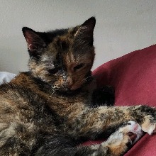 llMasaKittyll