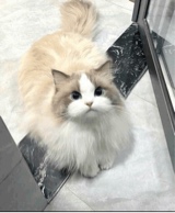 صورة الـavatar