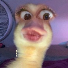 Guest_Cuuby