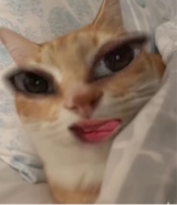Momox