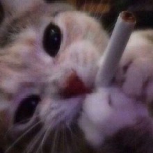 Guest_HighBunnie