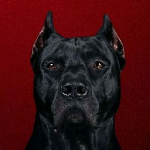 AryanOdz