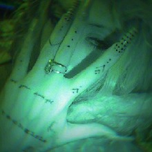 Guest_Lilinx1