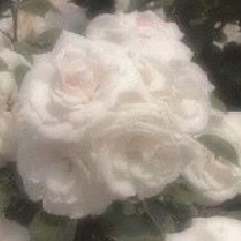 Guest_Rose789311
