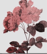Guest_AnnaLane2