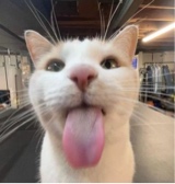 Guest_potatotie
