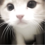 Guest_eboshi1