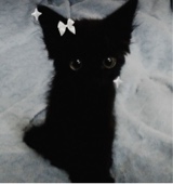 Guest_kitten990751