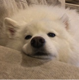 Guest_urtibet