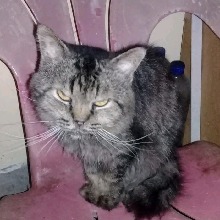 Guest_CatW0MEN