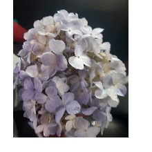 Guest_Nany113029