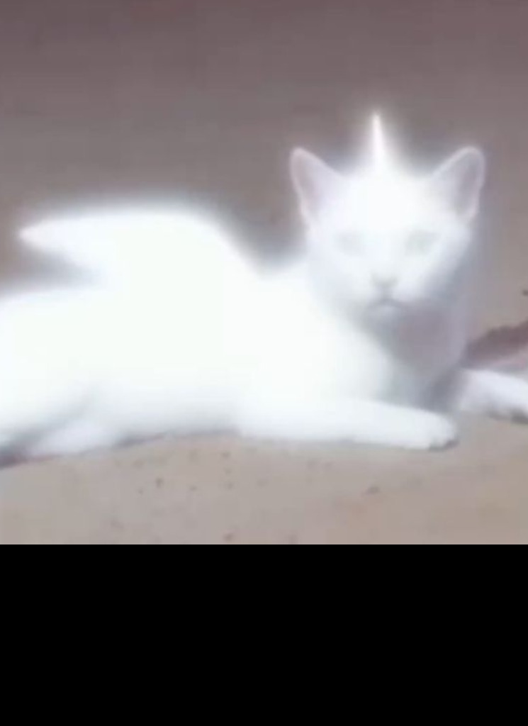 صورة الـavatar