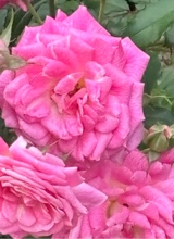 Guest_mina731556