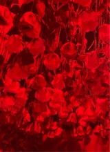 Guest_Kehlani168849