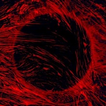 Guest_DESTRODX