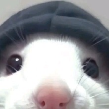 Guest_salamandr4