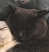mlvnvn