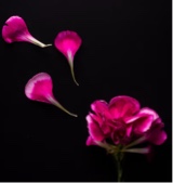 Guest_La27712
