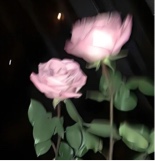 Guest_Vaness43