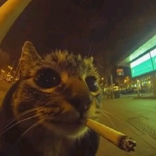 Guest_Zemanu2