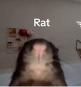 Guest_Cam647795