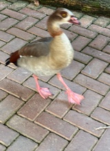 Doidac
