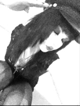 Guest_ashley825095