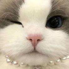 Guest_Shelbi5