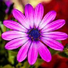 FloraMonteiro