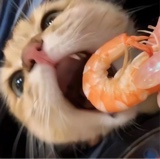 Guest_kitty846989