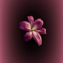 Guest_Amanda483449