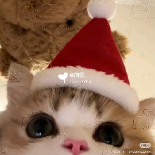 Guest_Mae54164