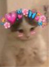 Guest_HelloKittyf2