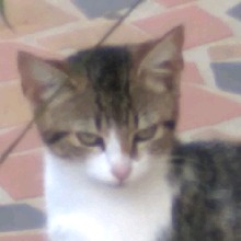 Guest_abacatinho