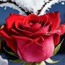 Guest_Sanantha6