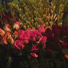 Guest_Xaii24