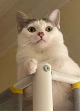 nunesmiau