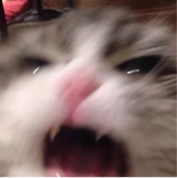 Guest_SkeleeBunni