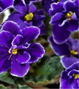 Guest_Violet869195