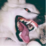 Okult