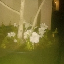 Guest_Senill
