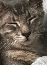 Snoozee