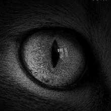 صورة الـavatar