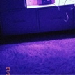 Guest_Aniyah842720