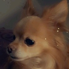 Guest_violetwildblueyoa225