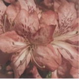 Guest_urfavkristi
