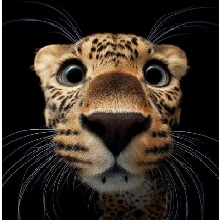 Guest_SCAR715425