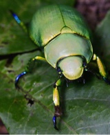 Guest_parasitoinfeliz