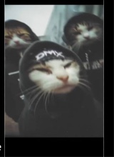 Guest_rattyou